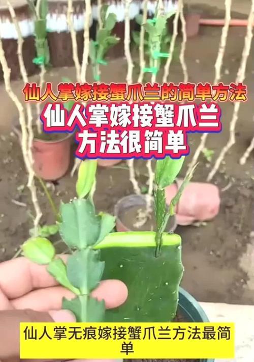 仙人掌是用什么繁殖的？仙人掌繁殖方法有哪些？