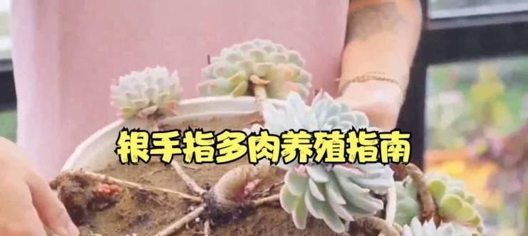 银手指如何才能养得更漂亮？