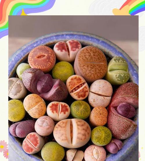 生石花有哪些稀有品种？如何寻找和养护？