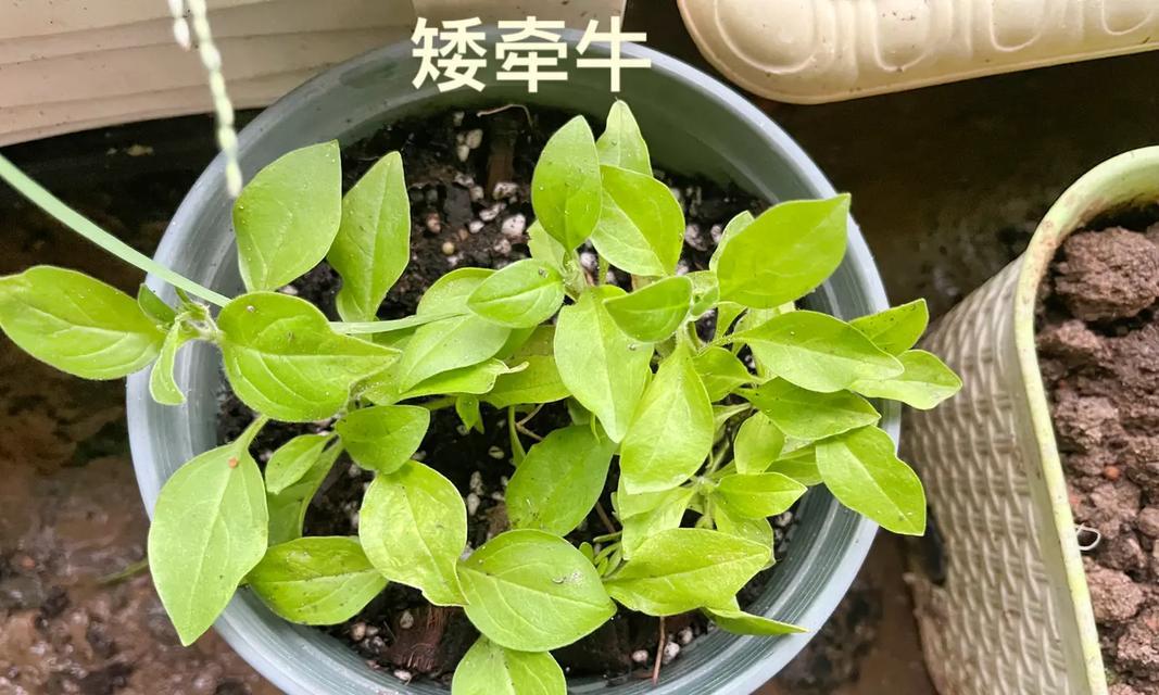 矮牵牛的播种时间是什么时候？如何提高矮牵牛的发芽率？