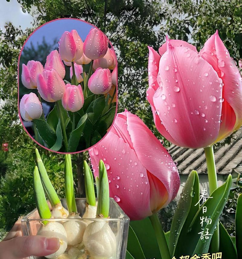 郁金香象征什么？郁金香的花语和文化意义是什么？