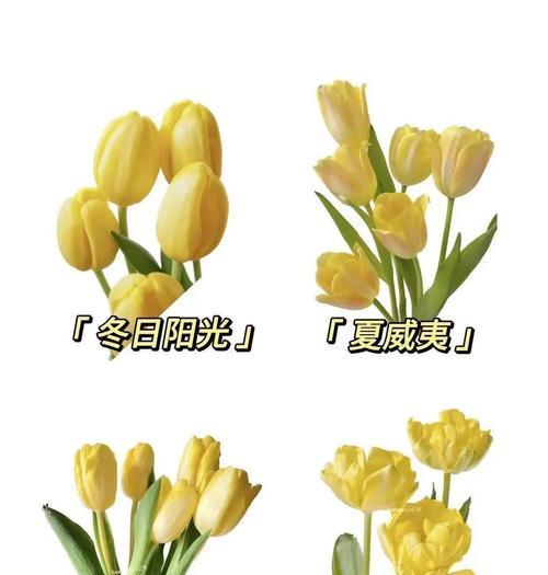 郁金香象征什么？郁金香的花语和文化意义是什么？