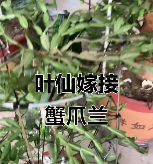 蟹爪兰整形的步骤和技巧有哪些？