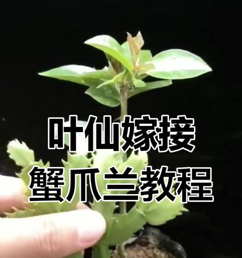 蟹爪兰整形的步骤和技巧有哪些？