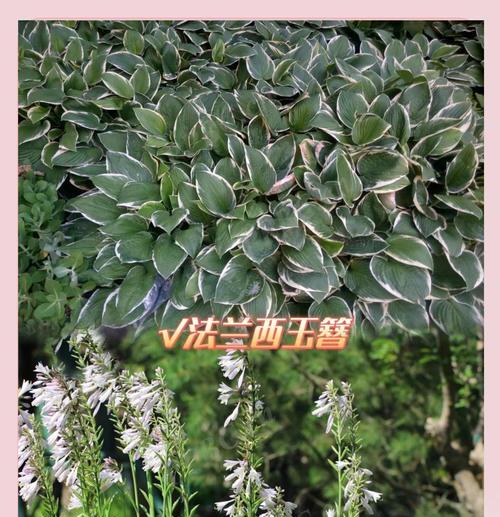 玉簪的养殖要点是什么？