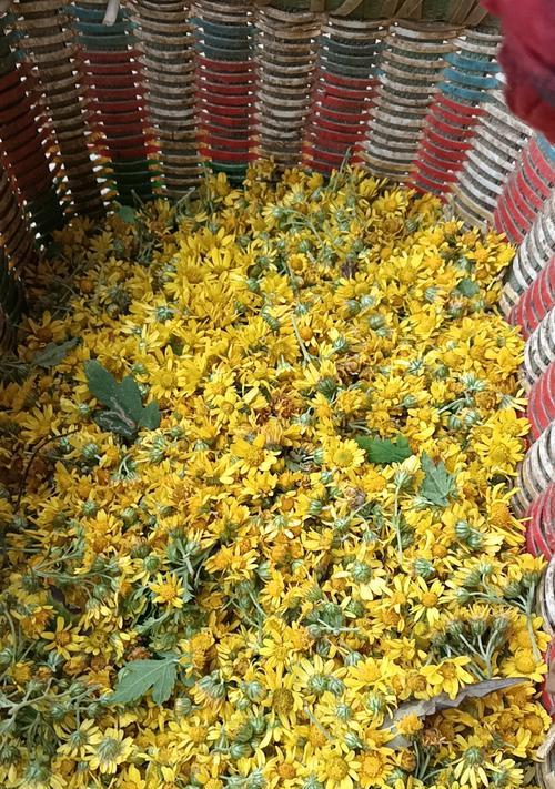 野菊花的繁殖方法有哪些？