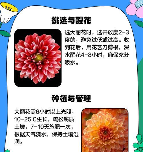 大丽花根块种植技巧？如何提高成活率？