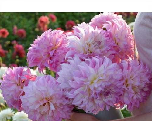 大丽花根块种植技巧？如何提高成活率？