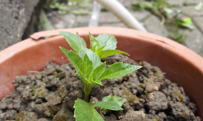 大丽花根块种植技巧？如何提高成活率？