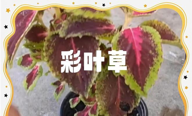 彩叶草有哪些品种？如何养护彩叶草？