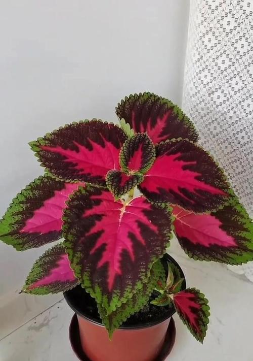 彩叶草有哪些品种？如何养护彩叶草？