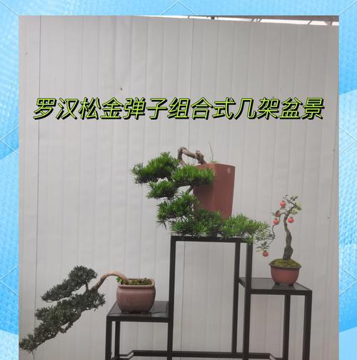 罗汉松盆景的养护要点是什么？
