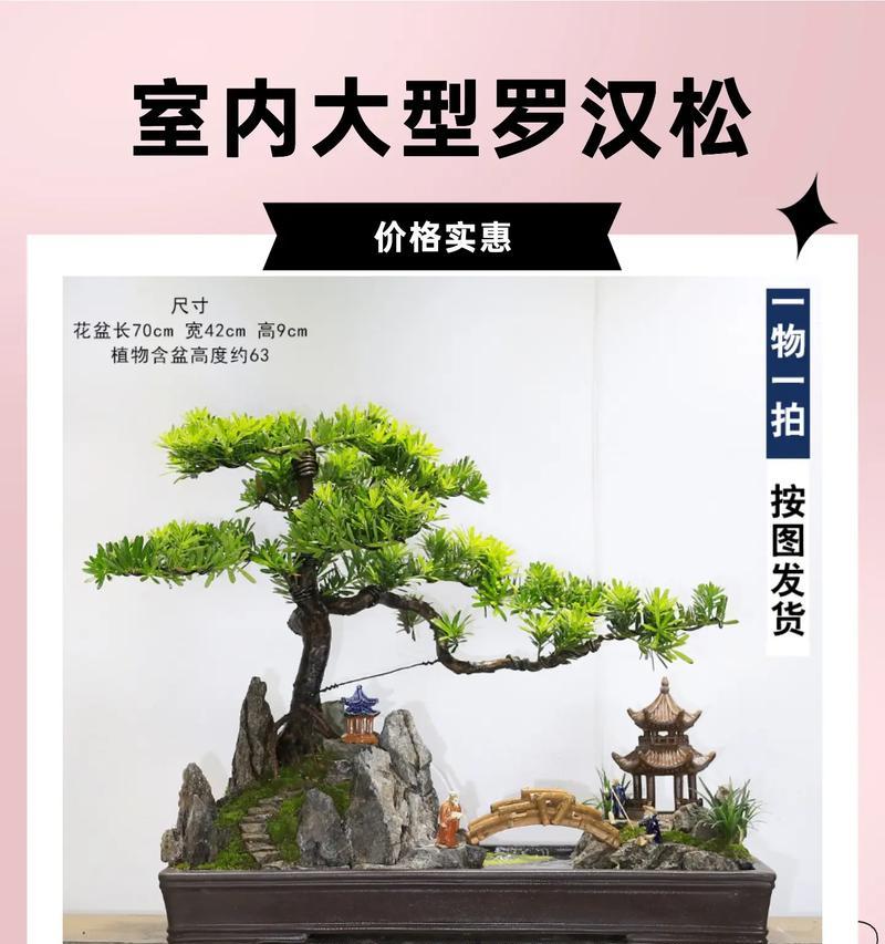 罗汉松盆景的养护要点是什么？