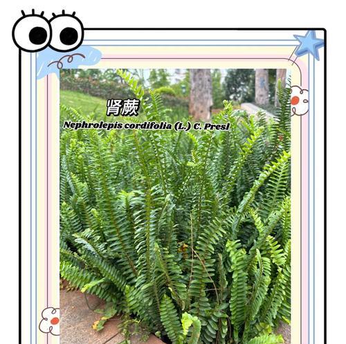 肾蕨属于哪种植物？它的养护要点有哪些？