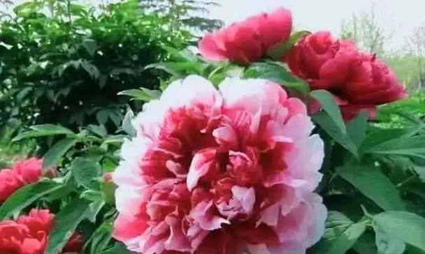 牡丹花养殖的秘诀是什么？如何让其花开得更艳？