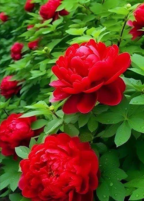 牡丹花养殖的秘诀是什么？如何让其花开得更艳？