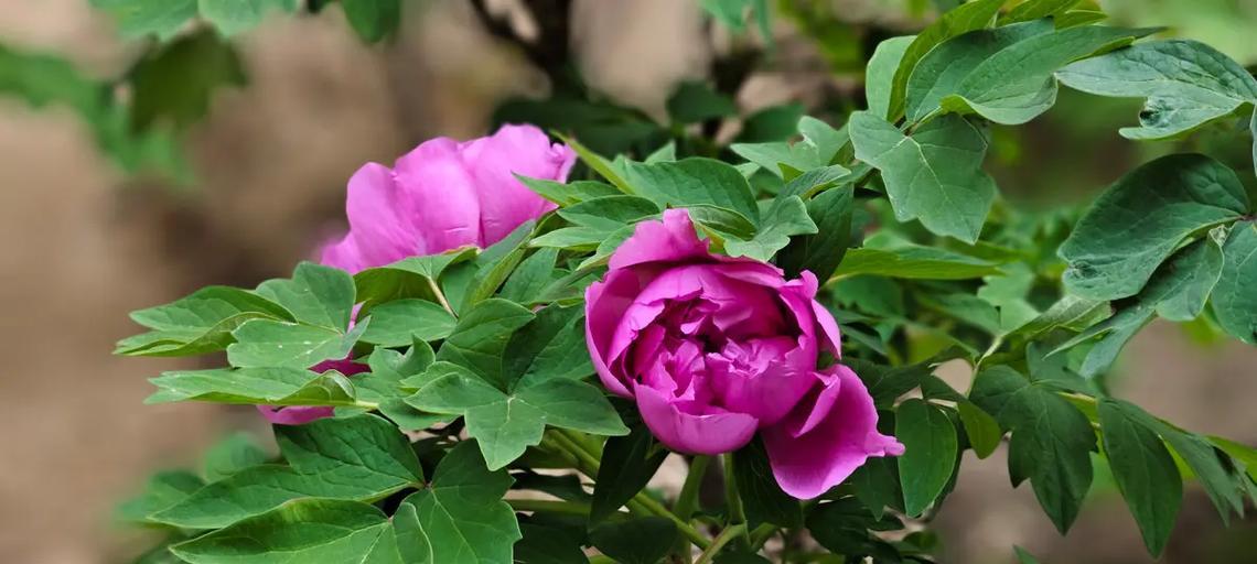 牡丹花养殖的秘诀是什么？如何让其花开得更艳？