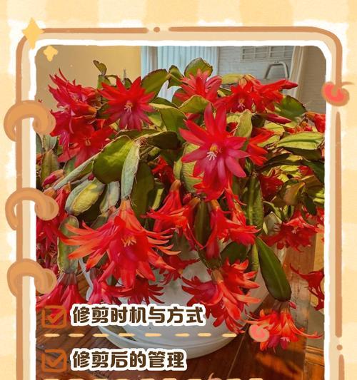 蟹爪兰掉花蕾的原因及解决方法是什么？