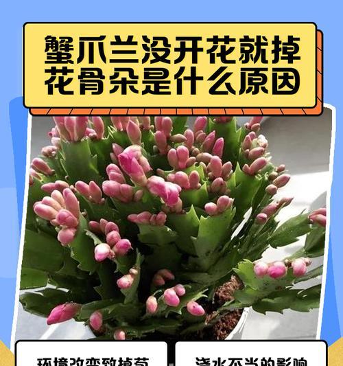 蟹爪兰掉花蕾的原因及解决方法是什么？