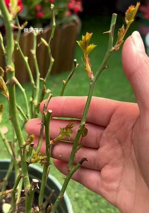 月季花栽培技巧有哪些？如何防治月季花的常见病虫害？