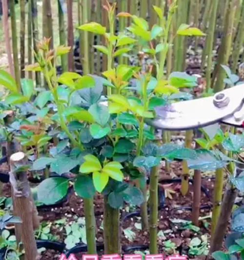 月季花栽培技巧有哪些？如何防治月季花的常见病虫害？