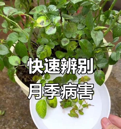月季花栽培技巧有哪些？如何防治月季花的常见病虫害？
