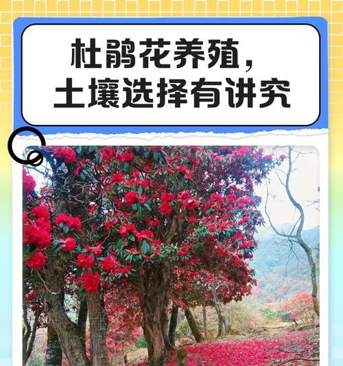 杜鹃花养护技巧？怎样才能养好杜鹃？