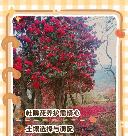 杜鹃花养护技巧？怎样才能养好杜鹃？