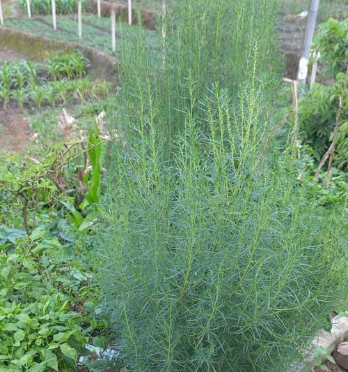 厚叶子植物有哪些？它们的养护技巧是什么？