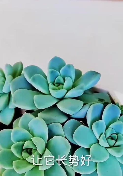 厚叶子植物有哪些？它们的养护技巧是什么？