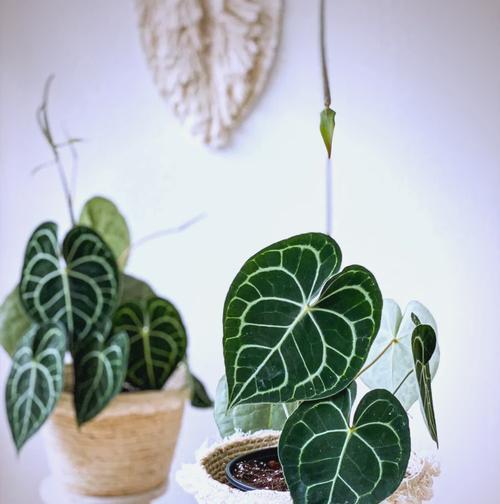 厚叶子植物有哪些？它们的养护技巧是什么？