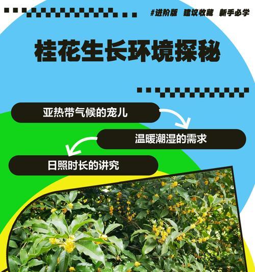 桂花用什么土？选择合适的土壤对桂花生长有何影响？