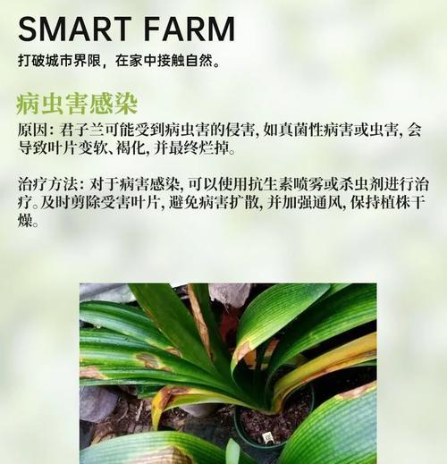 君子兰叶子过多的处理方法是什么？