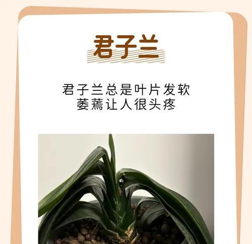 君子兰叶子过多的处理方法是什么？
