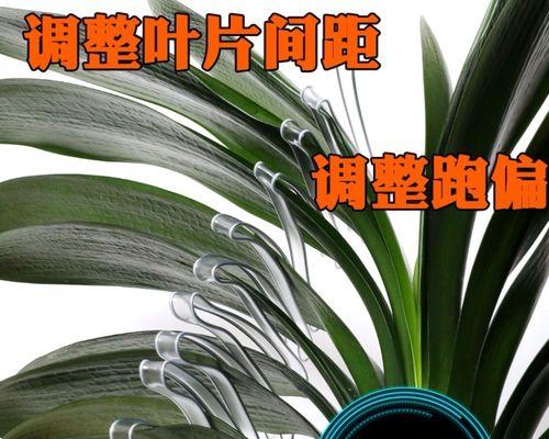君子兰叶子过多的处理方法是什么？