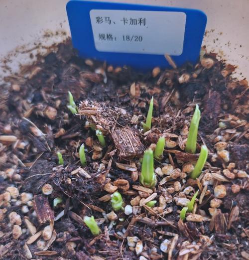 彩色马蹄莲休眠期管理要点？如何安全度过休眠期？