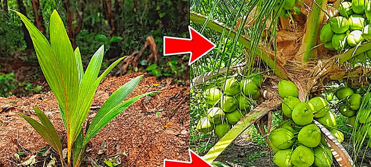 椰子种植有哪些技巧？如何让椰子树长得更好？
