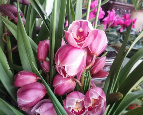 春节期间适合养哪些花卉？春节花卉养护的注意事项有哪些？