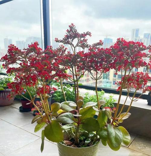 春节期间适合养哪些花卉？春节花卉养护的注意事项有哪些？
