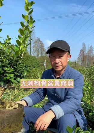 枸骨盆景栽培的技巧有哪些？
