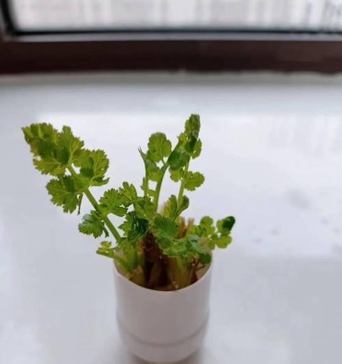 如何水培蔬菜？水培蔬菜的正确步骤和注意事项是什么？