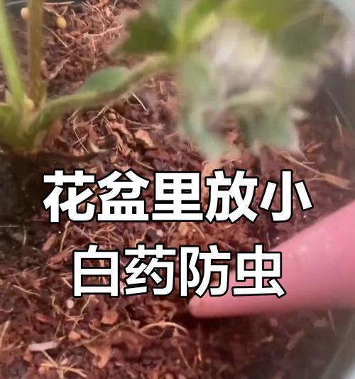 阳台花卉虫害的防治方法是什么？