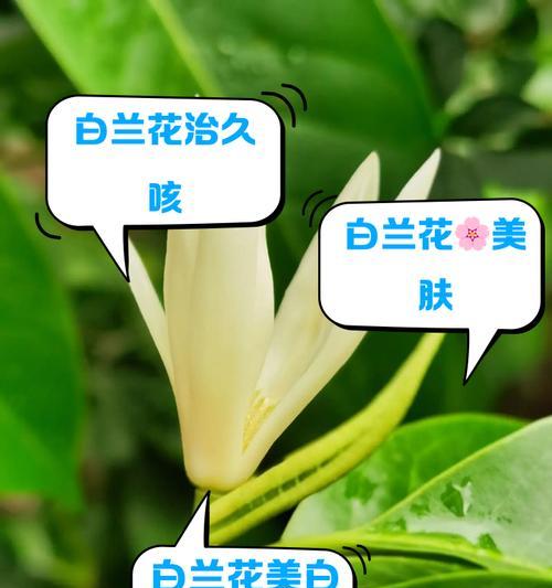 白兰花冬季保养需要注意什么？