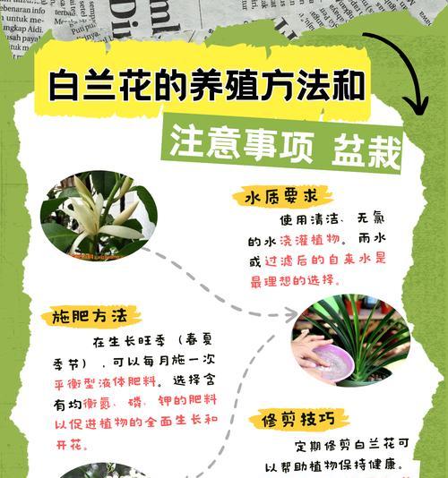 白兰花冬季保养需要注意什么？