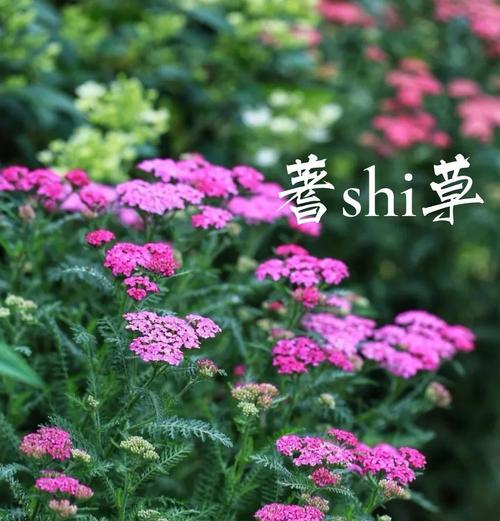 蓍草有哪些品种？蓍草品种的选择和养护技巧是什么？