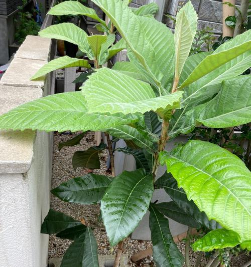 枇杷树的种植和养护方法有哪些？