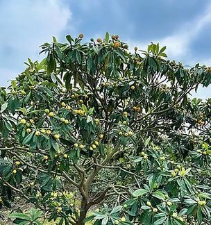 枇杷树的种植和养护方法有哪些？