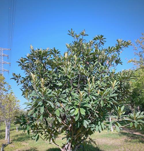 枇杷树的种植和养护方法有哪些？