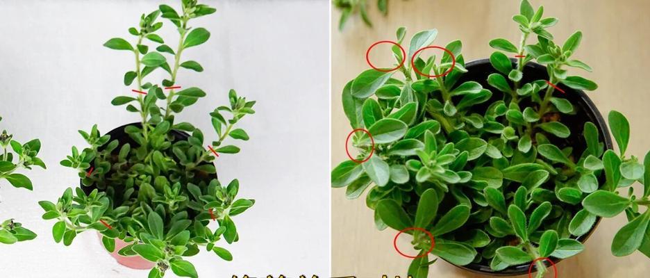 矮牵牛修剪的最佳时机和方法是什么？