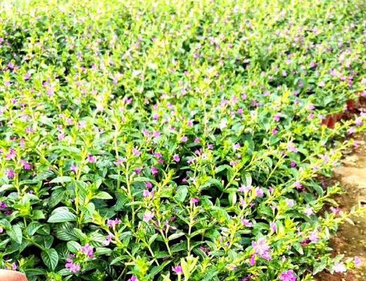 盆栽满天星种植方法是什么？